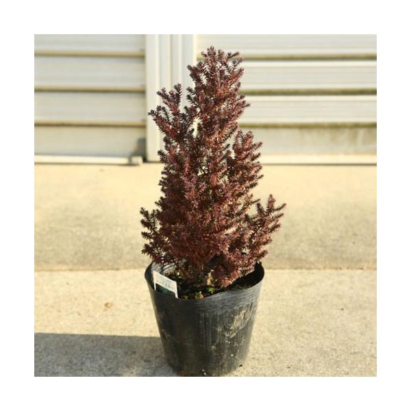 庭木 植木苗 コニファー レッドスター 樹高30ｃｍ ポット N1504v 遊恵盆栽 Yahoo 店 通販 Yahoo ショッピング