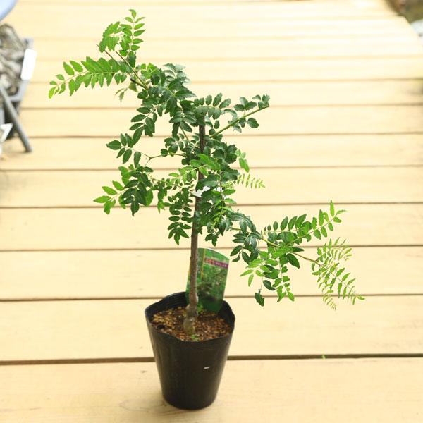 庭木・植木：葡萄山椒（ぶどうさんしょう）*実山椒 　ブドウサンショウ