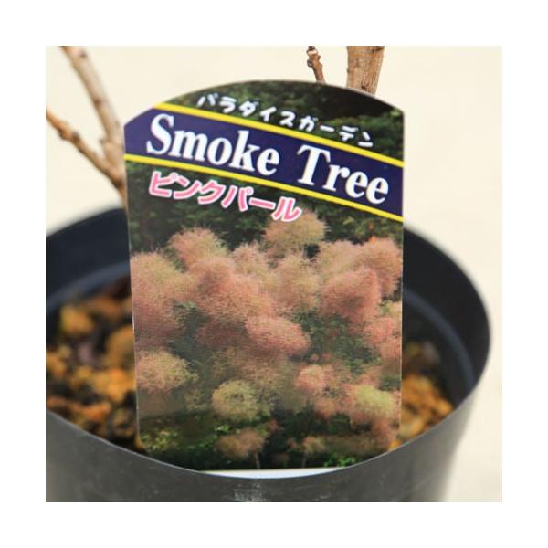 庭木苗 植木苗 スモークツリー リトルルビー Or レッド Or ピンクパール 花色お選びください 樹高 40ｃｍ お花は終了致しました Buyee Buyee Japanese Proxy Service Buy From Japan Bot Online