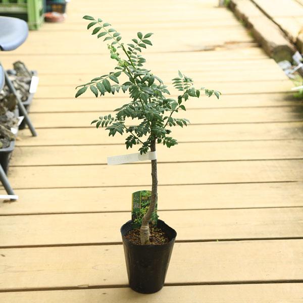庭木・植木：朝倉山椒（あさくらさんしょう）*実山椒 朝倉サンショウ