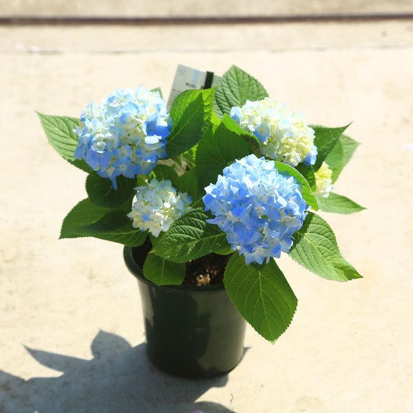 鉢花 庭木苗 植木苗 アジサイ 霧島の恵み 紫陽花 四季咲きあじさい N1518v 遊恵盆栽 Yahoo 店 通販 Yahoo ショッピング