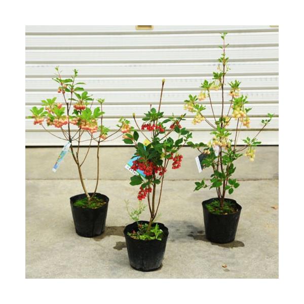 ドウダンツツジ 盆栽 植木の人気商品 通販 価格比較 価格 Com