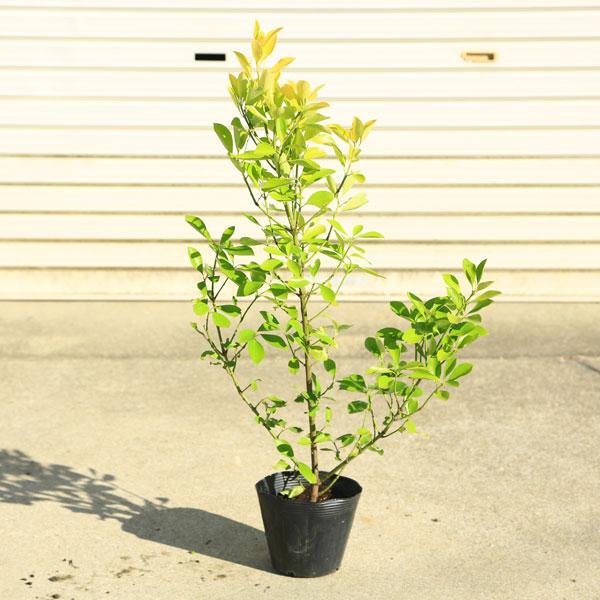 庭木苗：黄金マサキ（黄金正木）おうごんまさき*ポット : 遊恵盆栽