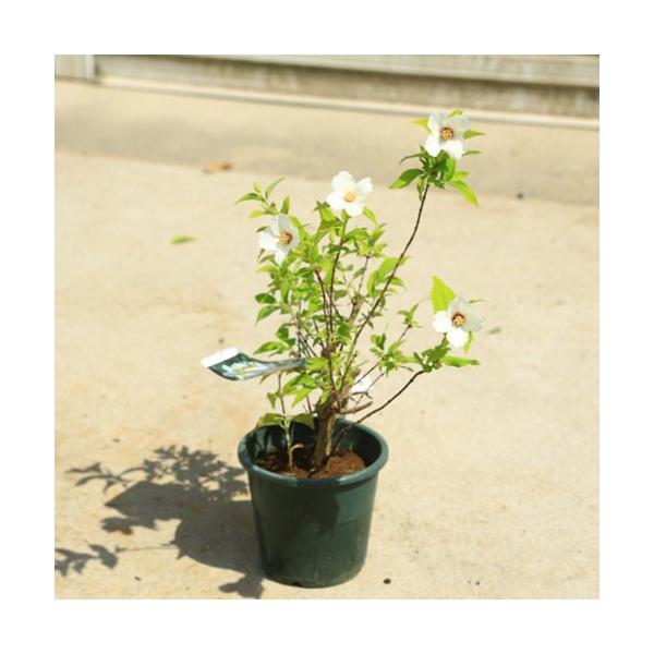 庭木・植木：バイカウツギ（香り梅花うつぎ）*かおりばいかうつぎ