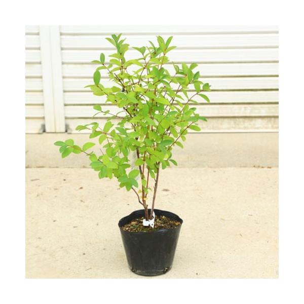y-bonsai_n1554v