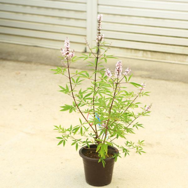 庭木 植木 苗 ピンク西洋人参木 ピンク西洋ニンジンボク N1567v 遊恵盆栽 Yahoo 店 通販 Yahoo ショッピング