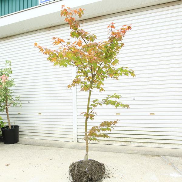 大きな葉で美しい紅葉 庭木 大盃もみじ 現品限り 樹高 約160cm 全高 約180ｃｍ 佐川急便発送 N1586v 2 遊恵盆栽 Yahoo 店 通販 Yahoo ショッピング
