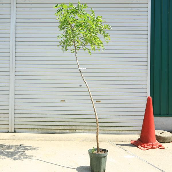 庭木：ニセアカシア（ハリエンジュ） フリーシア *さわやかな葉の色が
