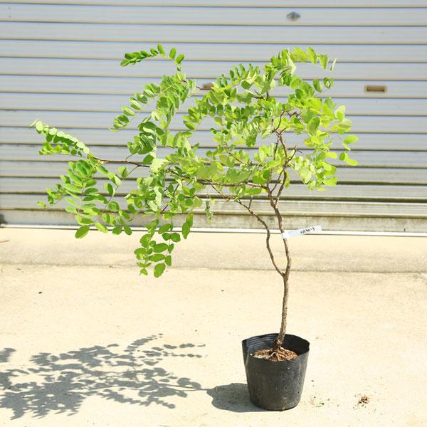 ニセアカシア フリーシア 植物 ニセアカシア フリーシアの特徴・実用例