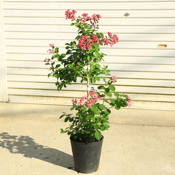 送料無料 庭木 植木 シンボルツリー サルスベリ 百日紅 夏祭り 紅白絞り咲き 現品限り ギガランキングｊｐ