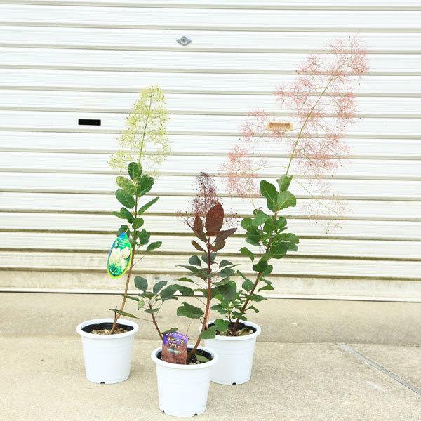 庭木 植木 スモークツリー ヤングレディーorリトルルビーorベルベットクローク N1610v 遊恵盆栽 Yahoo 店 通販 Yahoo ショッピング