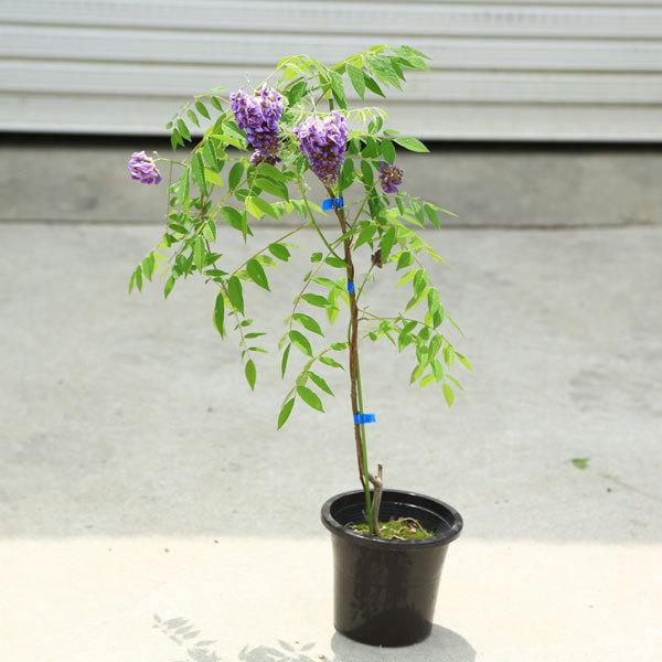 庭木 植木 アメリカフジ アメジストフォール アメリカ藤 紫花 N1611v 1 遊恵盆栽 Yahoo 店 通販 Yahoo ショッピング