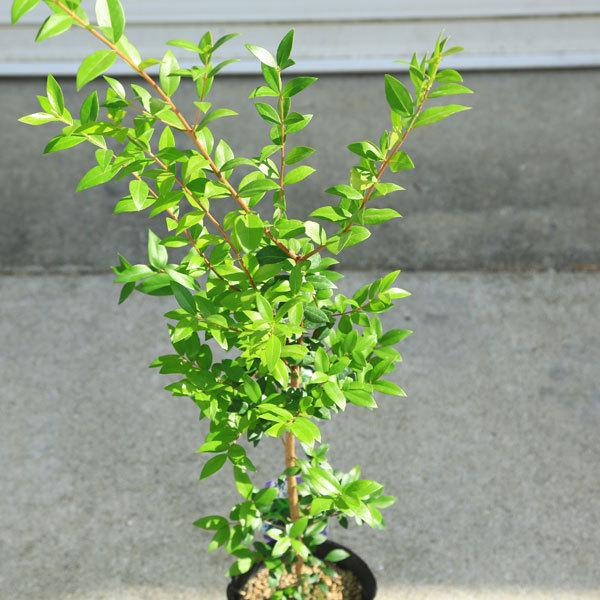 庭木 銀梅花 ギンバイカ マートル ミルタス 大株 Buyee Buyee 提供一站式最全面最專業現地yahoo Japan拍賣代bid代拍代購服務 Bot Online