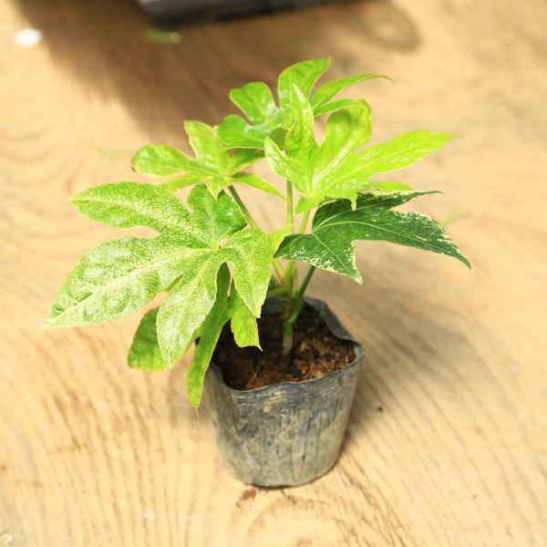 庭木 グランドカバー 斑入りヤツデ 袖絞り N1614v 遊恵盆栽 Yahoo 店 通販 Yahoo ショッピング