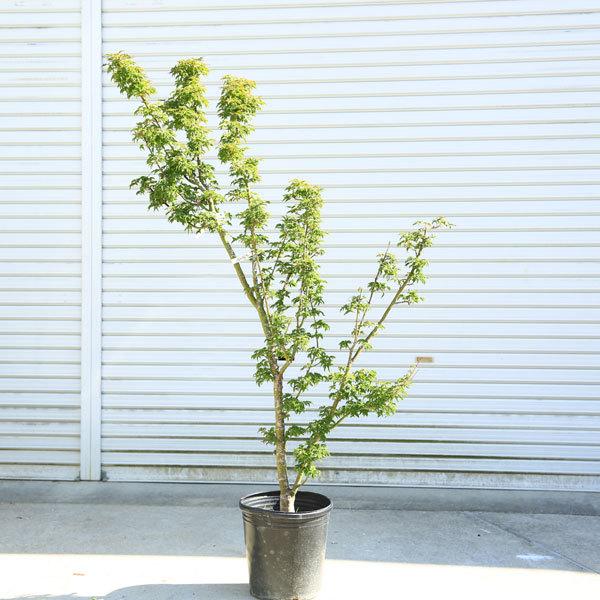 特選庭木：獅子頭もみじ（ししがしらもみじ） 現品限り* 樹高