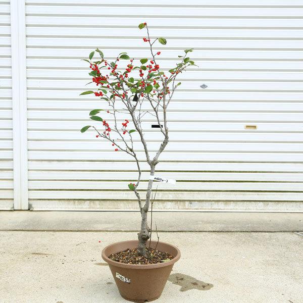 送料無料 庭木 庭樹盆栽 梅もどき 太幹 鉢植え 現品限り N1631v 3 遊恵盆栽 Yahoo 店 通販 Yahoo ショッピング