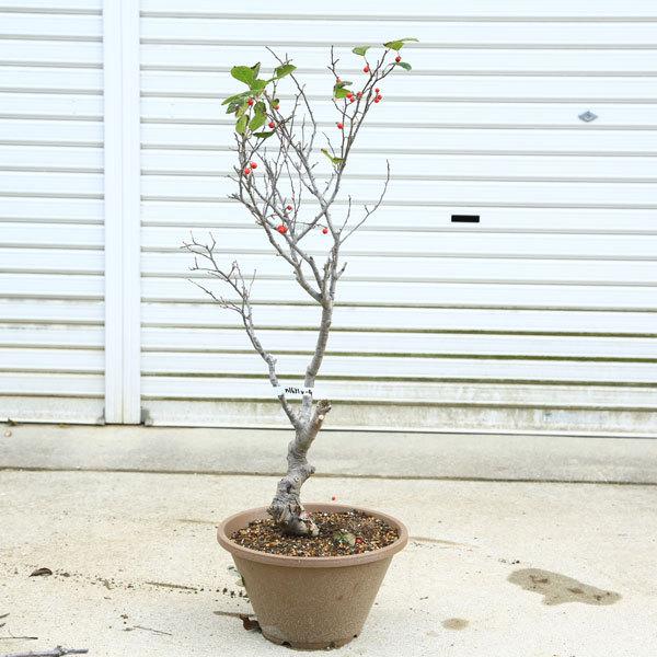 庭木 庭樹盆栽 梅もどき 太幹 鉢植え 現品限り N1631v 4 遊恵盆栽 Yahoo 店 通販 Yahoo ショッピング