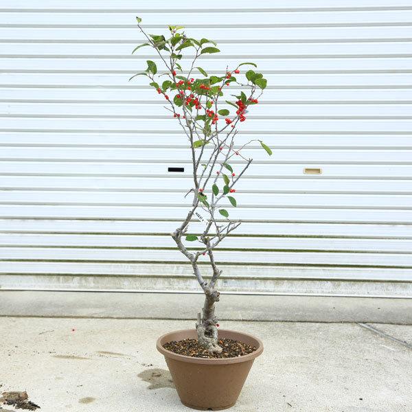 庭木 庭樹盆栽 梅もどき 太幹 鉢植え 現品限り N1631v 5 遊恵盆栽 Yahoo 店 通販 Yahoo ショッピング