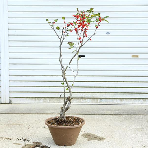 梅 鉢植えの人気商品 通販 価格比較 価格 Com