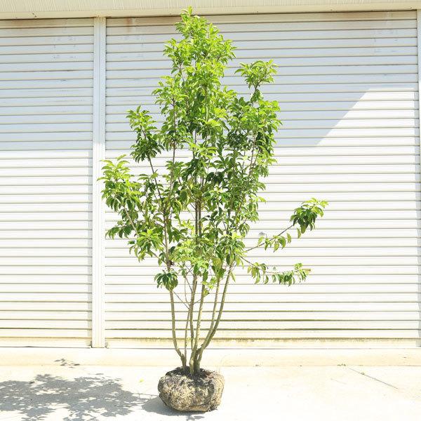 割引クーポン対象品 送料無料 庭木 ソヨゴ そよご 株立ち 雌株 樹高 約160 170ｃｍ 全高 約180ｃｍ 現品限りの特選品 佐川大型商品発送 再値下げ Ignitegospelchoir Org