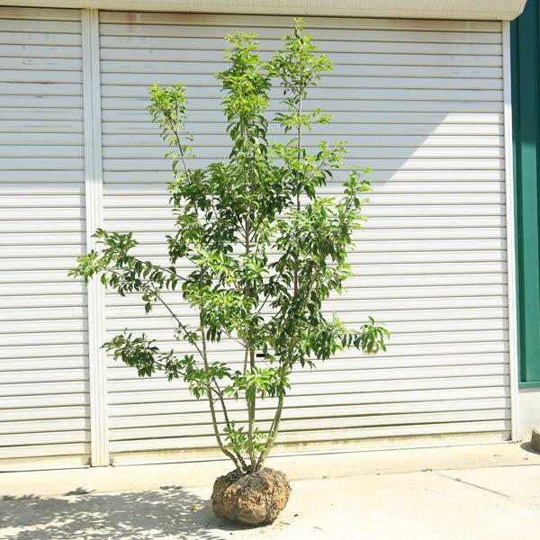 庭木 ソヨゴ そよご 株立ち 雌株 現品商品 樹高 約160ｃｍ 全高 約180ｃｍ 佐川大型商品発送 N1634v 7 遊恵盆栽 Yahoo 店 通販 Yahoo ショッピング