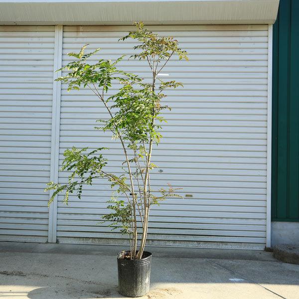 庭木 シマトネリコ 株立ち 自然な立ち姿 現品一点限り 樹高 約160ｃｍ 全高 約180ｃｍ 佐川大型商品発送 N1640v 3 遊恵盆栽 Yahoo 店 通販 Yahoo ショッピング