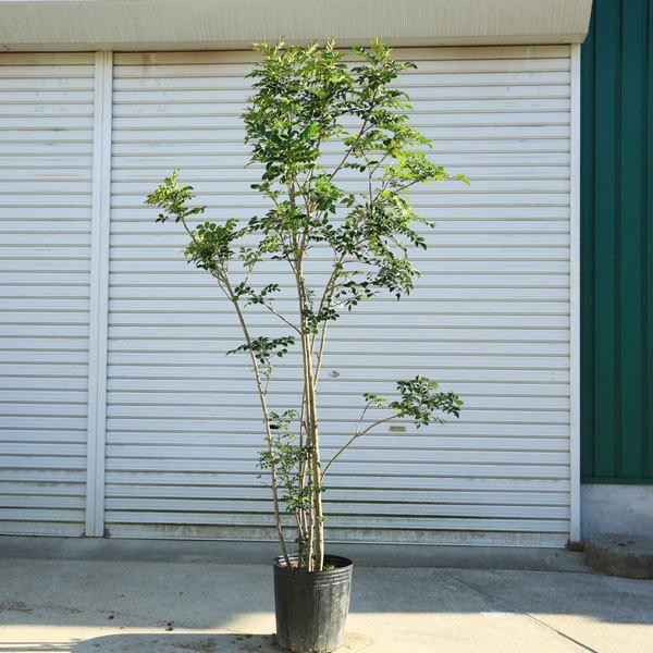 送料無料 庭木 シマトネリコ 株立ち 自然な立ち姿 現品一点限り 樹高 約160ｃｍ 全高 約180ｃｍ 佐川大型商品発送 N1640v 5 遊恵盆栽 Yahoo 店 通販 Yahoo ショッピング