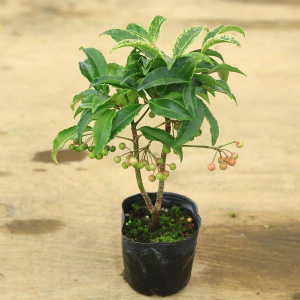 庭木 植木 苗 斑入り万両 ふいりまんりょう 曙大鵬 あけぼのたいほう N1644v 遊恵盆栽 Yahoo 店 通販 Yahoo ショッピング