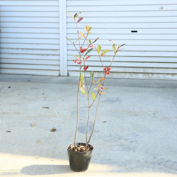 y-bonsai_n1646v