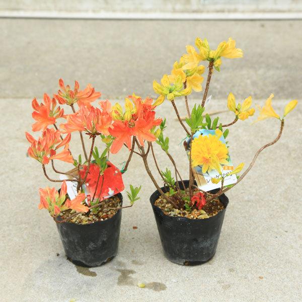 庭木 苗木 植木 レンゲツツジ ５寸ポット カバレンゲ キレンゲお選びください N1648v 遊恵盆栽 Yahoo 店 通販 Yahoo ショッピング