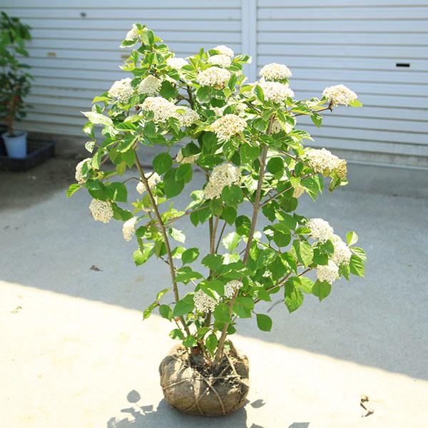 ハクサンボク撮影日：4月＊数量ものの為、写真と形状が異なる場合がございます。＊季節により状態は異なります。根巻やポットの材質などは予告なく変更される場合がございます。サイズ根巻：約24ｃｍ　樹高：90ｃｍ