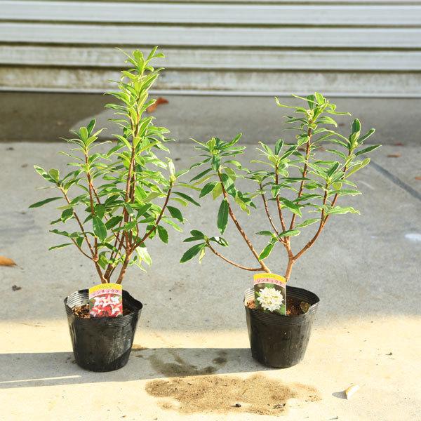 庭木 植木 斑入り沈丁花 赤花or白花 樹高40ｃｍ N1656v 遊恵盆栽 Yahoo 店 通販 Yahoo ショッピング