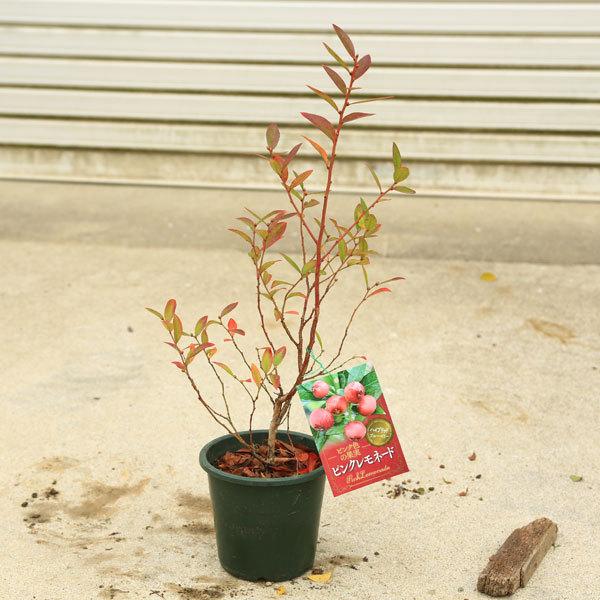 庭木 植木 ピンク色のブルーベリー ハイブリッドブルーベリー ピンクレモネード N1663v 遊恵盆栽 Yahoo 店 通販 Yahoo ショッピング