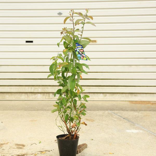 庭木 ブルーベリー ラビッドアイ系 ラビットアイ系各種 暖地栽培向き N1664v 遊恵盆栽 Yahoo 店 通販 Yahoo ショッピング