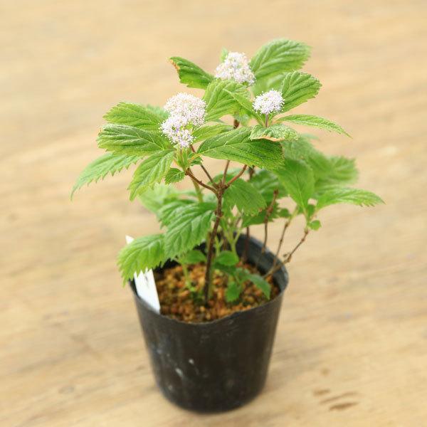 庭木苗 植木苗 山アジサイ やまあじさい 奥多摩コアジサイ 紫陽花 N1665v 遊恵盆栽 Yahoo 店 通販 Yahoo ショッピング