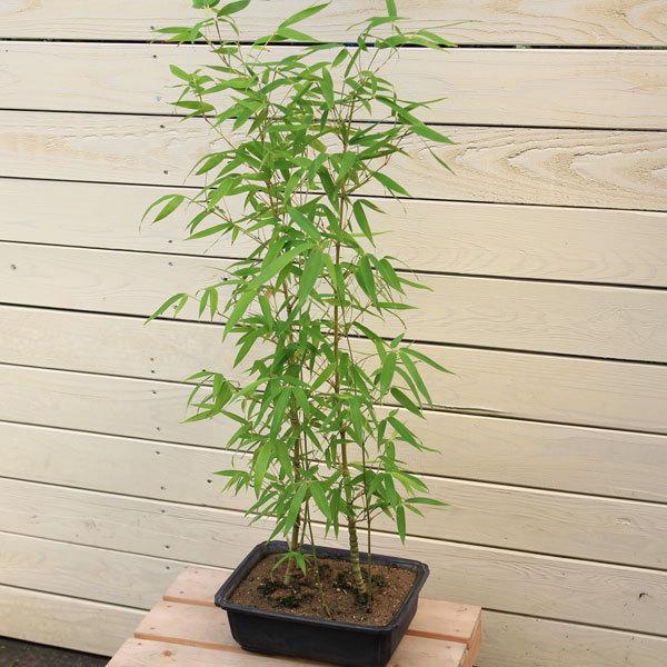 庭木 盆栽向き：ホテイチク（布袋竹）* 佐川急便 : 遊恵盆栽