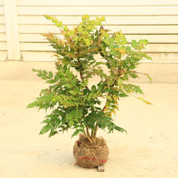 庭木 植木 ヒイラギナンテン 柊南天 大株 樹高50 60ｃｍ 幅40ｃｍ N1671v 遊恵盆栽 Yahoo 店 通販 Yahoo ショッピング