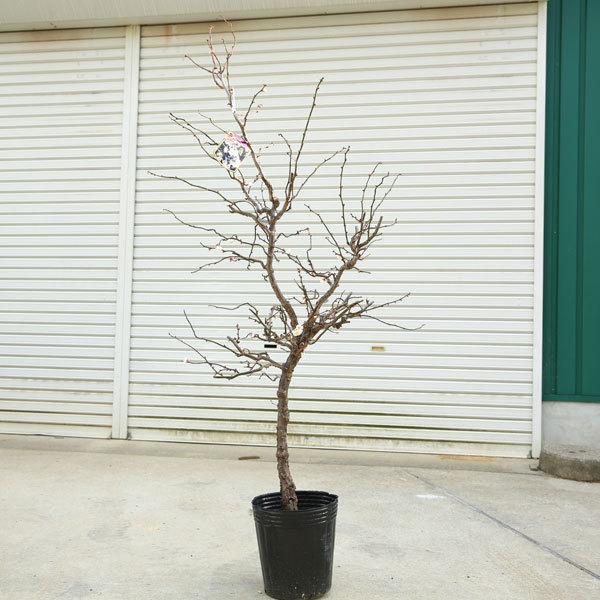 送料無料 特選庭木 雲竜梅 うんりゅうばい 白梅 樹高 約150ｃｍ 佐川急便大型商品発送 現品限り N1679v 1 遊恵盆栽 Yahoo 店 通販 Yahoo ショッピング