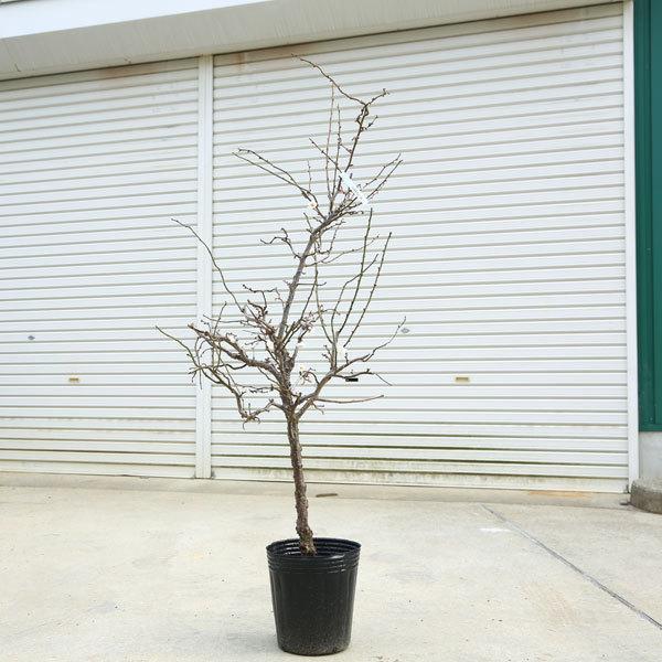 送料無料 特選庭木 雲竜梅 うんりゅうばい 白梅 樹高 約150ｃｍ 佐川急便大型商品発送 現品限り N1679v 4 遊恵盆栽 Yahoo 店 通販 Yahoo ショッピング