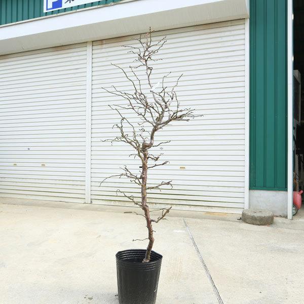 送料無料 特選庭木 雲竜梅 うんりゅうばい 白梅 樹高 約150ｃｍ 佐川急便大型商品発送 現品限り N1679v 5 遊恵盆栽 Yahoo 店 通販 Yahoo ショッピング