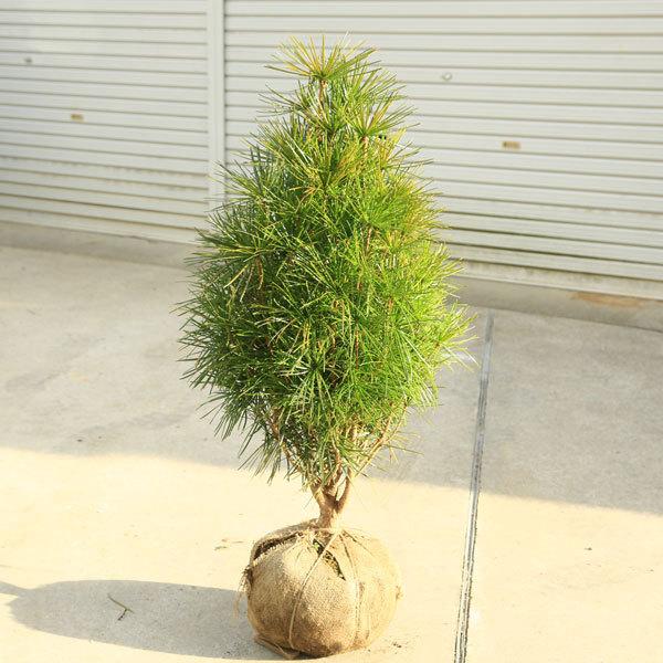 庭木 コウヤマキ こうやまき 高野槇 特別良品 樹高 約90ｃｍ 全高 約110ｃｍ 現品限りの特選品 ヤマト便大型商品発送 N1681v 1 遊恵盆栽 Yahoo 店 通販 Yahoo ショッピング