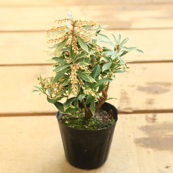 アセビ 盆栽 植木の人気商品 通販 価格比較 価格 Com