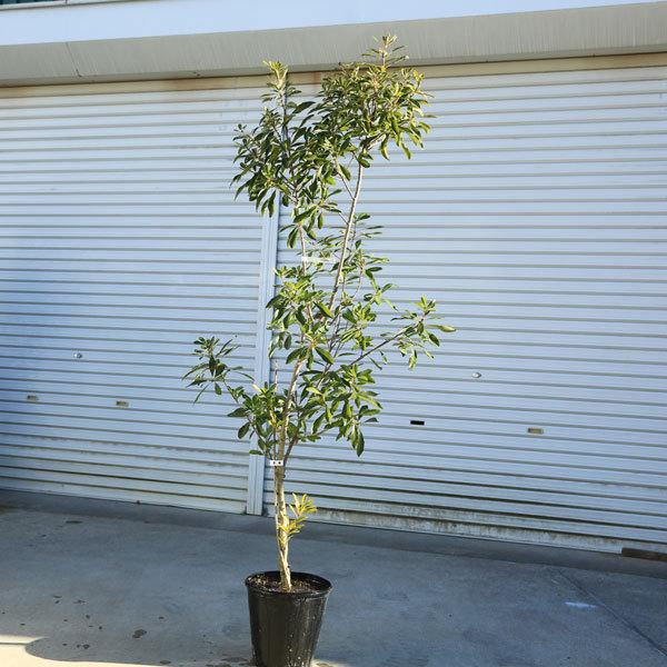 送料無料 庭木 山桃 やまもも 森口 樹高 約150ｃｍ 現品限り 佐川急便大型発送 N1686v 3 遊恵盆栽 Yahoo 店 通販 Yahoo ショッピング