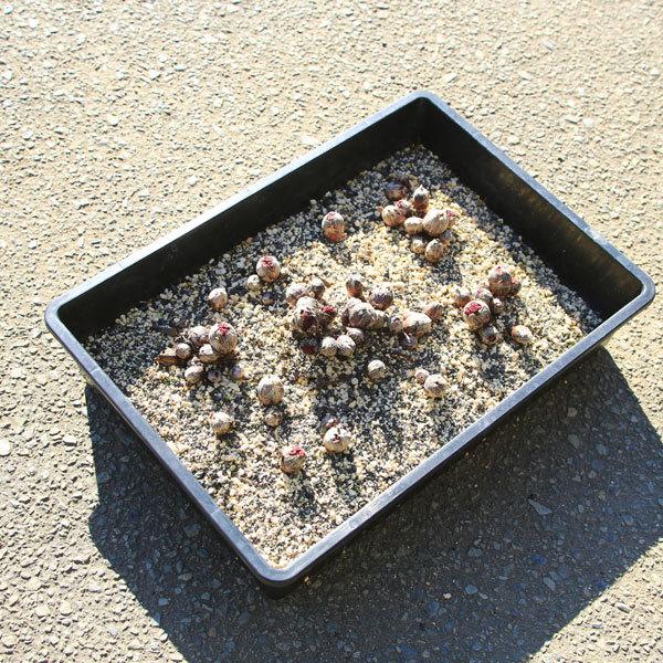 山野草 山菜 苗 赤芽ふきのとう 春の舞 フキノトウ 50芽まとめ買い N1687v 遊恵盆栽 Yahoo 店 通販 Yahoo ショッピング
