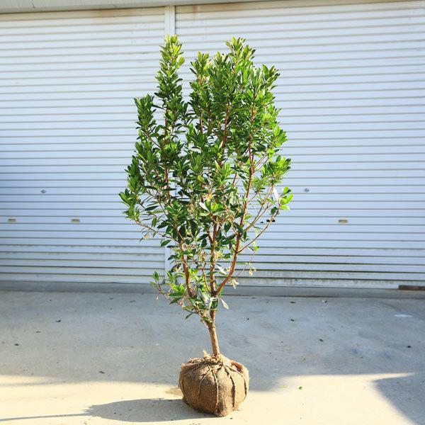 送料無料 庭木 イチゴノキ ストロベリーツリー 赤花 樹高 約1ｃｍ 佐川急便大型商品発送 現品限り N16v 2 遊恵盆栽 Yahoo 店 通販 Yahoo ショッピング
