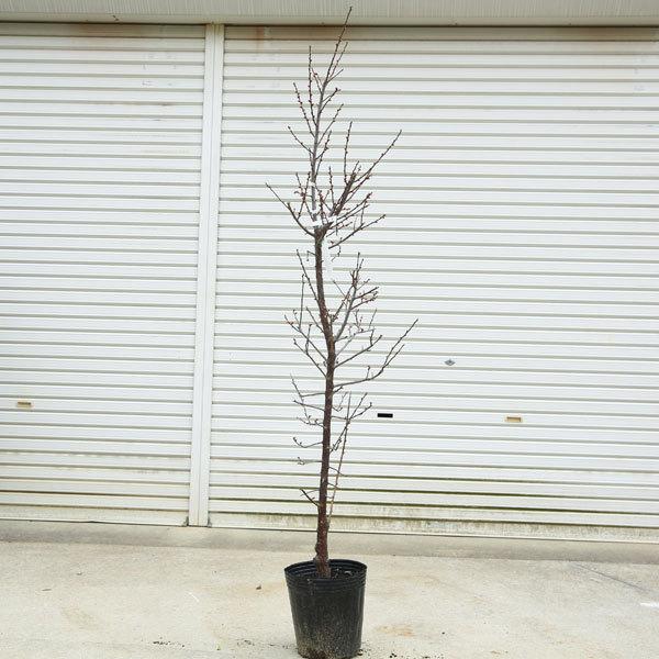 庭木：梅の木（立ち梅）（白梅）現品限り* 樹高：約140cm 佐川急便