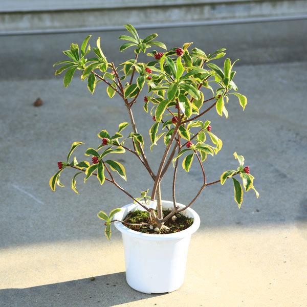 特選庭木 植木 斑入り沈丁花 前島 大株 樹高40ｃｍ 圧倒的美しさ N1699v 遊恵盆栽 Yahoo 店 通販 Yahoo ショッピング