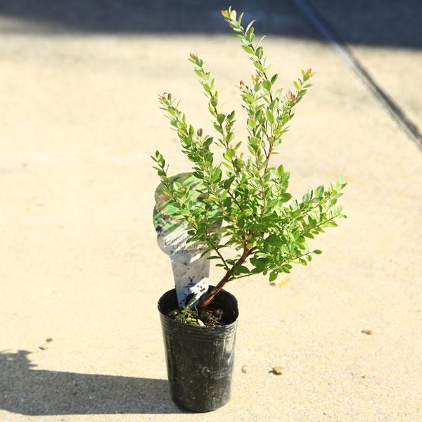 庭木・生垣：ネイティブブルーベリー*（プリティー）オーナメンタル