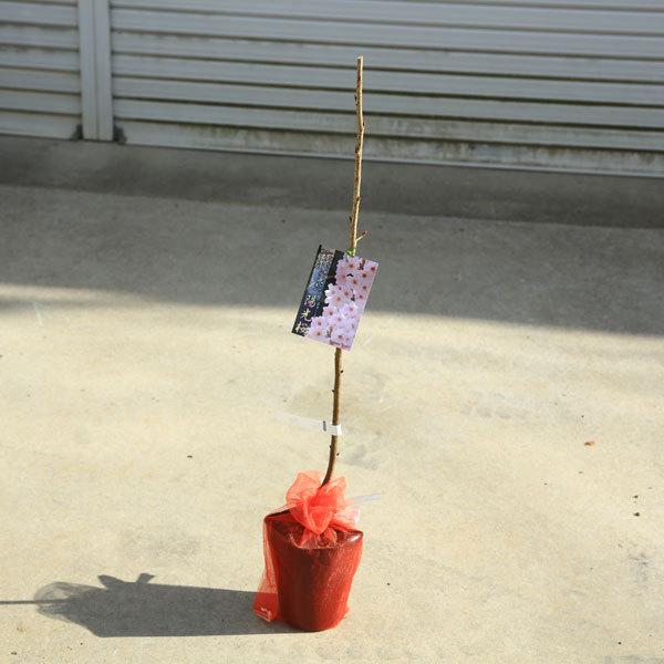 庭木 植木 桜の苗木 アソート 記念樹や鉢植にお好きな品種お選びください N1719v 遊恵盆栽 Yahoo 店 通販 Yahoo ショッピング