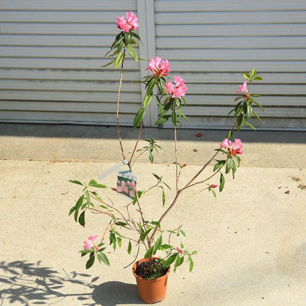 庭木 植木 桜玄海つつじ さくらげんかい 希少な落葉性桃花品種 N17v 遊恵盆栽 Yahoo 店 通販 Yahoo ショッピング